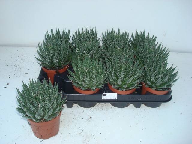 <h4>ALOE ARISTATA</h4>