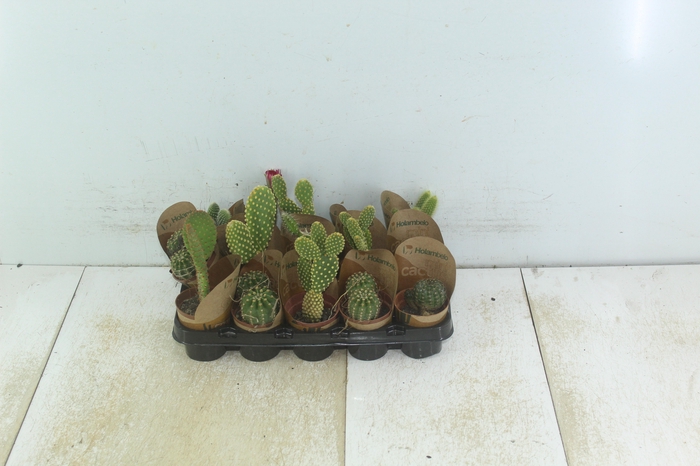<h4>CACTUS MINI P06</h4>