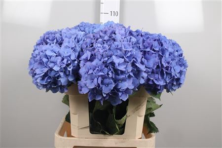 <h4>Hydr M Pimpernel</h4>