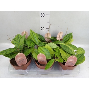 Hoya callistophylla 'KAL 16'