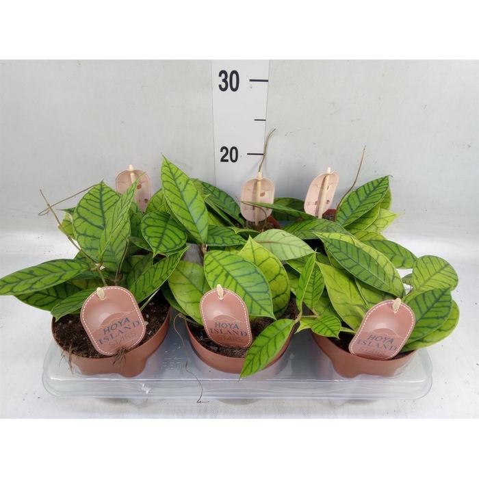 <h4>Hoya callistophylla 'KAL 16'</h4>