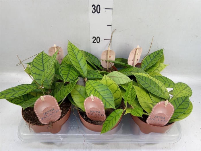 <h4>Hoya callistophylla 'KAL 16'</h4>