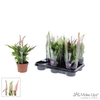 Spathiphyllum 10,5 cm Make Upz Love mix