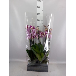 Phalaenopsis  'Ant Barcelona'