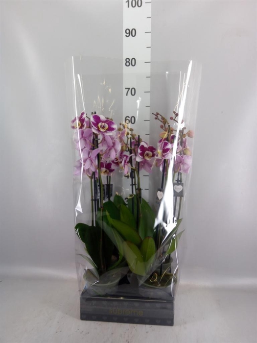 <h4>Phalaenopsis  'Ant Barcelona'</h4>