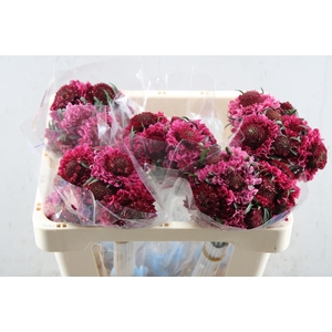 SCAB AT CHERRY SCOOP (50CM)