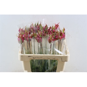Fritillaria Dragonfruit