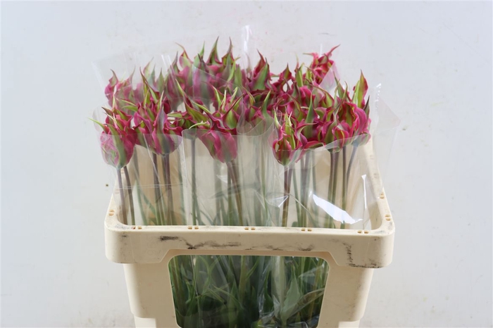 <h4>Fritillaria Dragonfruit</h4>