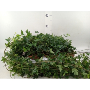 Hedera helix 'Shamrock'