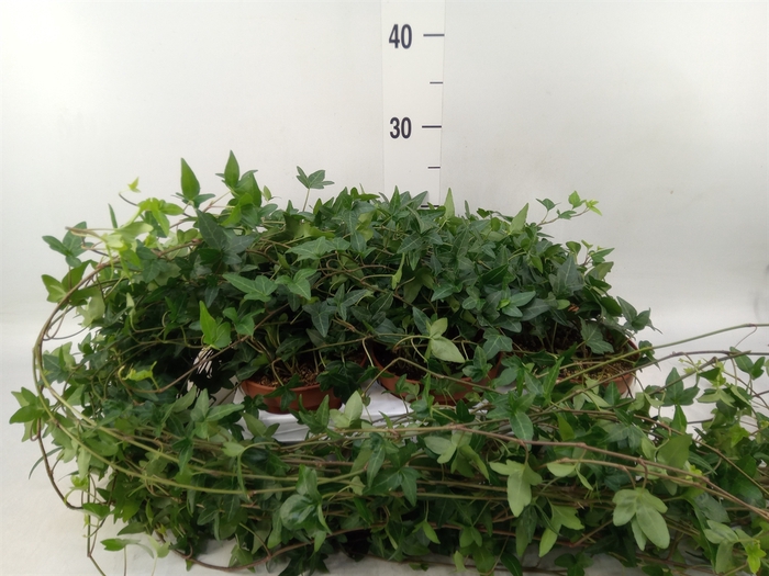 <h4>Hedera helix 'Shamrock'</h4>