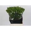 Ornithogalum Mount Fuji