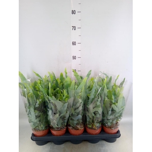 Phlebodium aureum 'Blue Star'