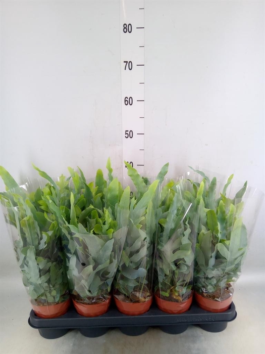 <h4>Phlebodium aureum 'Blue Star'</h4>