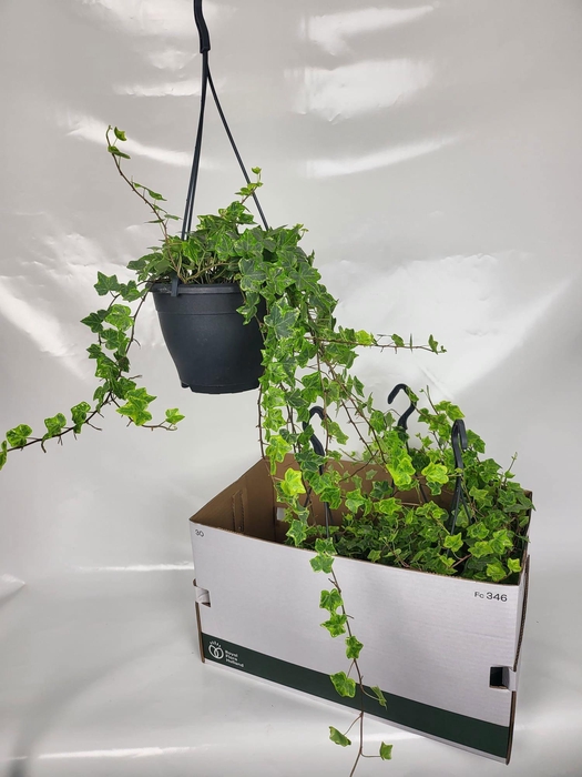 <h4>HED HE MINT KOLIBRI</h4>