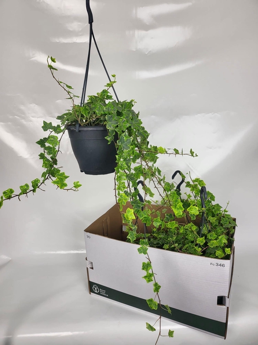 <h4>HED HE MINT KOLIBRI</h4>