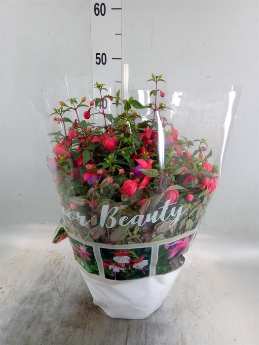 <h4>Fuchsia   ...</h4>