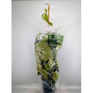 Tetrastigma voinierianum