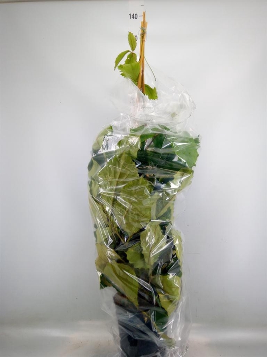 <h4>Tetrastigma voinierianum</h4>