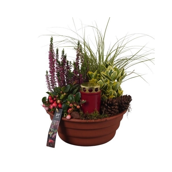 <h4>PTAH8688 Arrangement Allerheiligen in plastic schaal</h4>