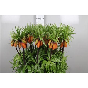 Fritillaria Orange Beauty