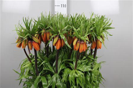 <h4>Fritillaria Orange Beauty</h4>