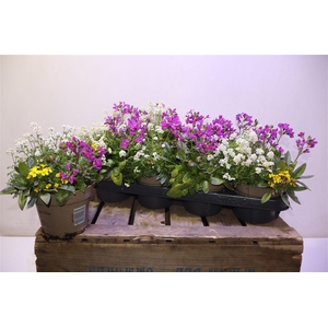 Tuinpl Gem In Pot Trio Mix