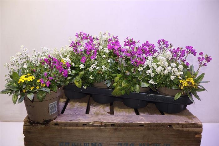 <h4>Tuinpl Gem In Pot Trio Mix</h4>