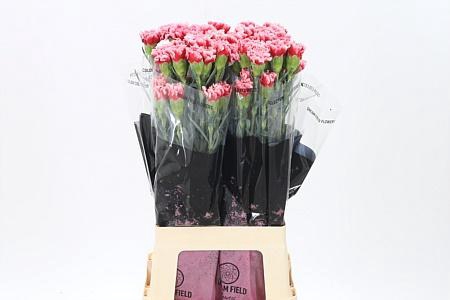 <h4>Di St Cheerio</h4>