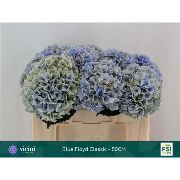 <h4>Blue Floyd Classic - 50CM</h4>