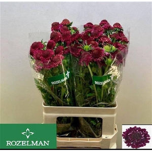 SCAB AT RASPBE SCOOP