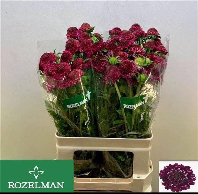 <h4>SCAB AT RASPBE SCOOP</h4>