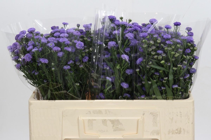 <h4>AST ASTEE M BABY BLU</h4>