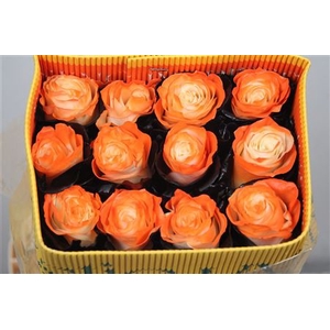 R Gr Eye Orange Black Ec
