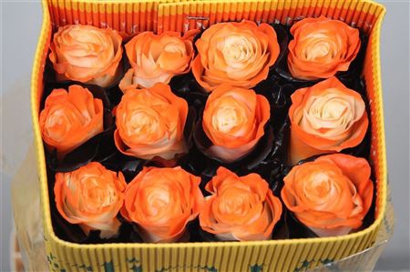 <h4>R Gr Eye Orange Black Ec</h4>