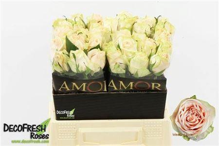 <h4>R Gr Wedding Rose</h4>