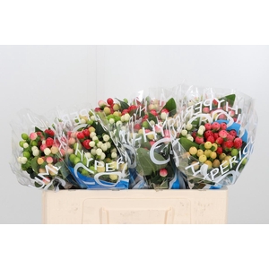 Hyp Coco Rainbow Gem