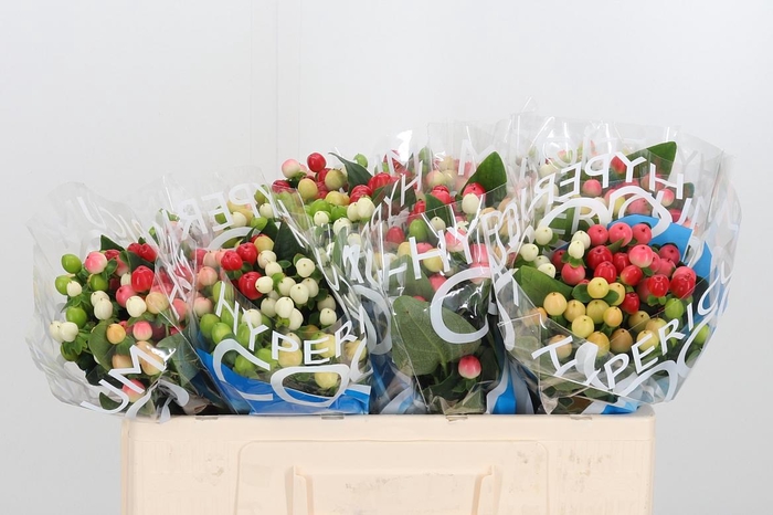 <h4>Hyp Coco Rainbow Gem</h4>