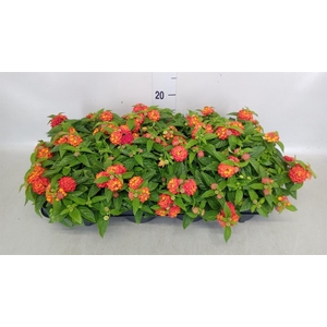 Lantana camara 'Bandana Red I'