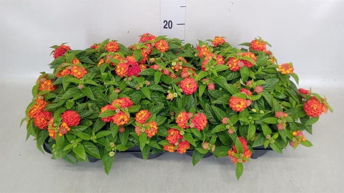 <h4>Lantana camara 'Bandana Red I'</h4>