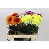 Dahlia Gemengd in fust
