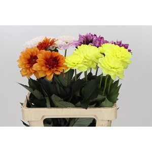 Dahlia Gemengd in fust