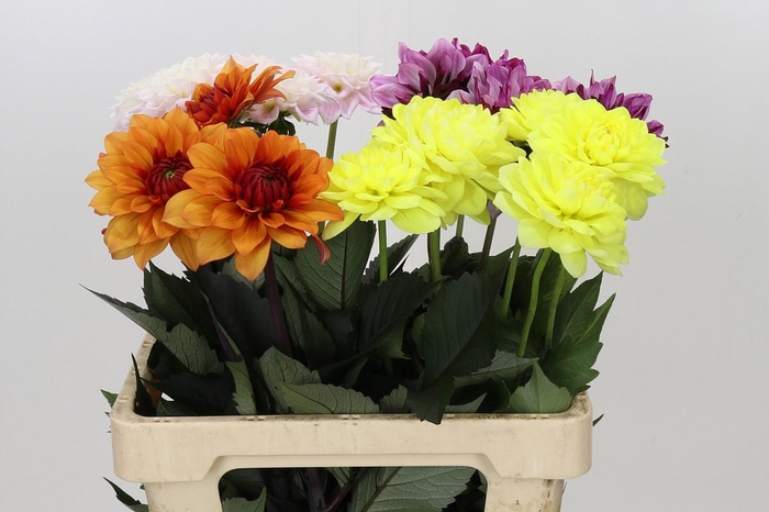 <h4>Dahlia Gemengd in fust</h4>