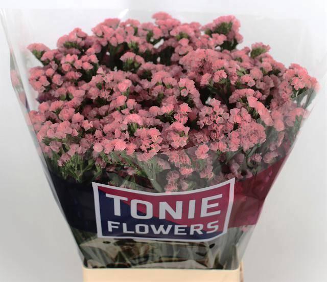 <h4>LIM S EMMA PEACH+</h4>