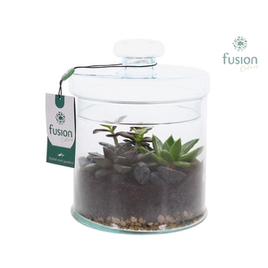 Glaspot met deksel en Arrangement