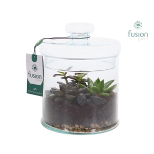 Glaspot met deksel en Arrangement