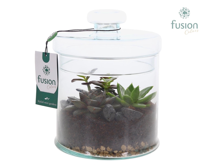 <h4>Glaspot met deksel en Arrangement</h4>