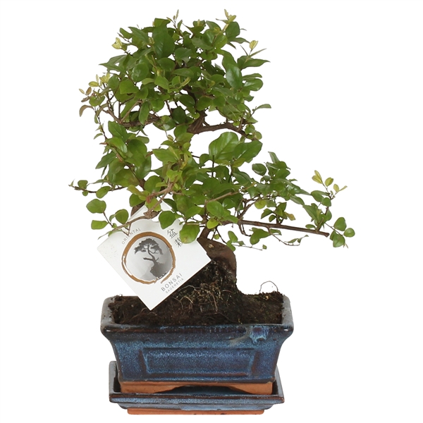 <h4>Bonsai 'Sageretia' in ø15cm Ceramic S-Shape with Saucer</h4>