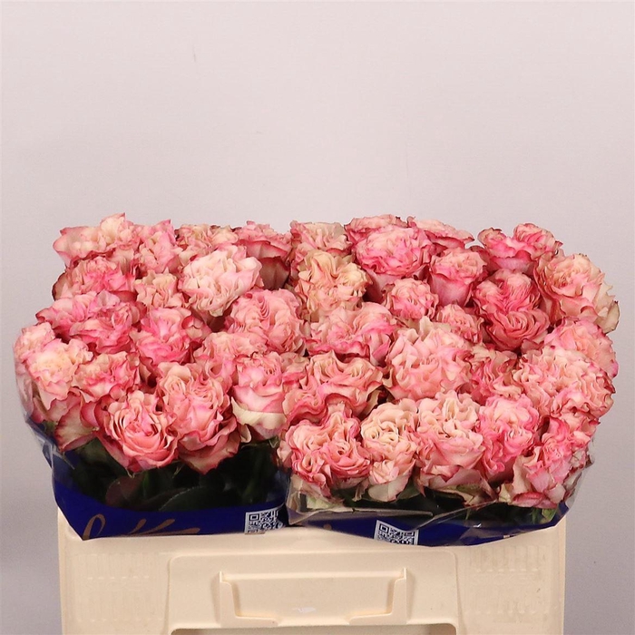 <h4>Rosa a grande fleur Country Spirit Candy</h4>