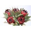 Protea Barbigera Ruby Princess Air