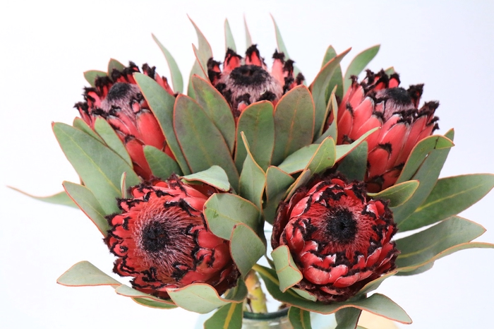 Protea Barbigera Ruby Princess Air